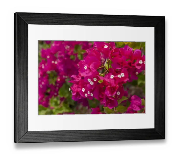 Framed Print : Dominican Republic, Punta Cana, Higuey, Bavaro, Bougainvillea Framed Print : Dominican Republic, Punta Cana, Higuey, Bavaro, Bougainvillea