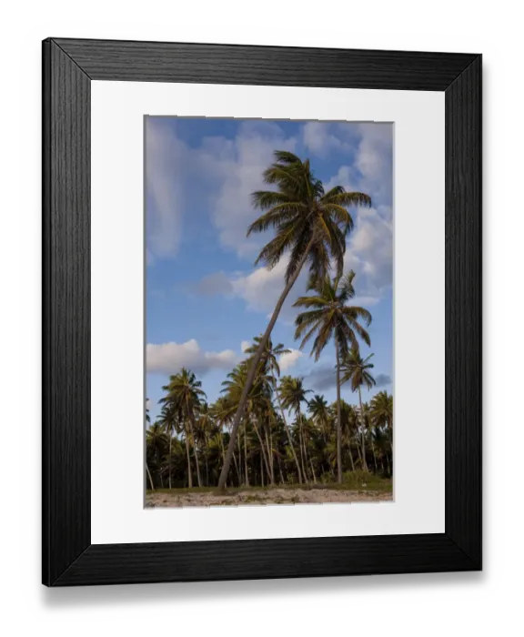 Framed Print : Dominican Republic, Punta Cana, Higuey, Bavaro, Bavaro Beach, palm trees Framed Print : Dominican Republic, Punta Cana, Higuey, Bavaro, Bavaro Beach, palm trees