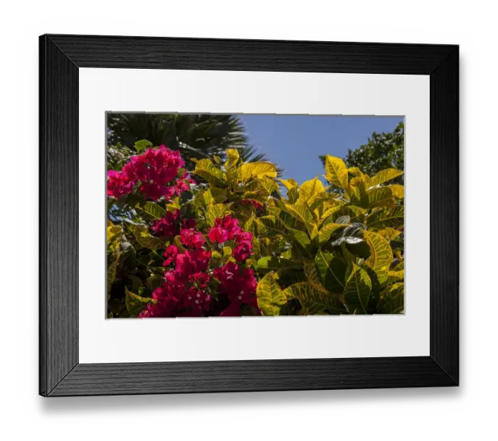 Framed Print : Dominican Republic, Punta Cana, Higuey, Bavaro, Bougainvillea, tropical garden Framed Print : Dominican Republic, Punta Cana, Higuey, Bavaro, Bougainvillea, tropical garden
