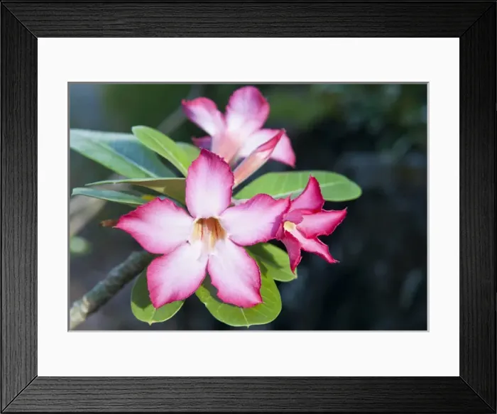 Framed Print : USA, USVI, St John. Exotic, tropical blooms of Cryptostegia grandiflora were introduced Framed Print : USA, USVI, St John. Exotic, tropical blooms of Cryptostegia grandiflora were introduced