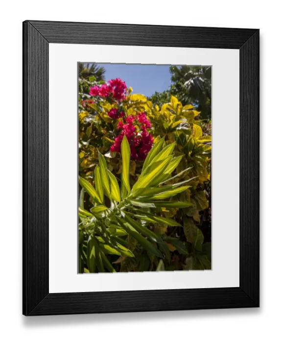 Framed Print : Dominican Republic, Punta Cana, Higuey, Bavaro, Bougainvillea, tropical garden Framed Print : Dominican Republic, Punta Cana, Higuey, Bavaro, Bougainvillea, tropical garden