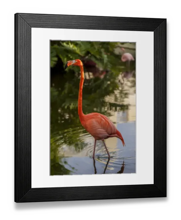 Framed Print : Dominican Republic, Punta Cana, Higuey, Bavaro, Iberostar Grand, pink flamingo Framed Print : Dominican Republic, Punta Cana, Higuey, Bavaro, Iberostar Grand, pink flamingo