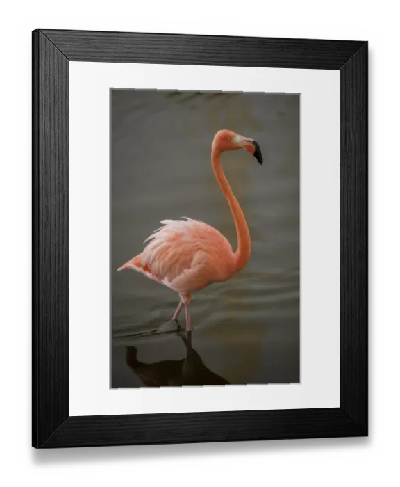 Framed Print : Dominican Republic, Punta Cana, Higuey, Bavaro, Iberostar Grand, pink flamingo Framed Print : Dominican Republic, Punta Cana, Higuey, Bavaro, Iberostar Grand, pink flamingo