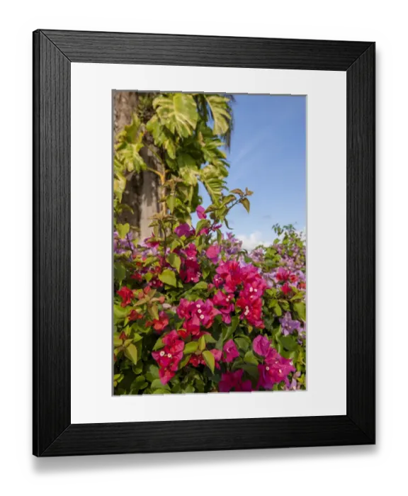 Framed Print : Dominican Republic, Punta Cana, Higuey, Bavaro, Bougainvillea Framed Print : Dominican Republic, Punta Cana, Higuey, Bavaro, Bougainvillea