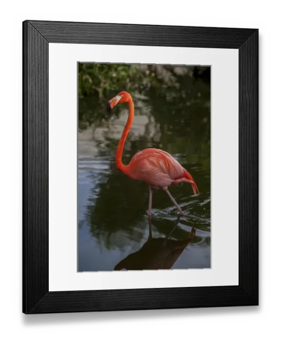 Framed Print : Dominican Republic, Punta Cana, Higuey, Bavaro, Iberostar Grand, pink flamingo Framed Print : Dominican Republic, Punta Cana, Higuey, Bavaro, Iberostar Grand, pink flamingo
