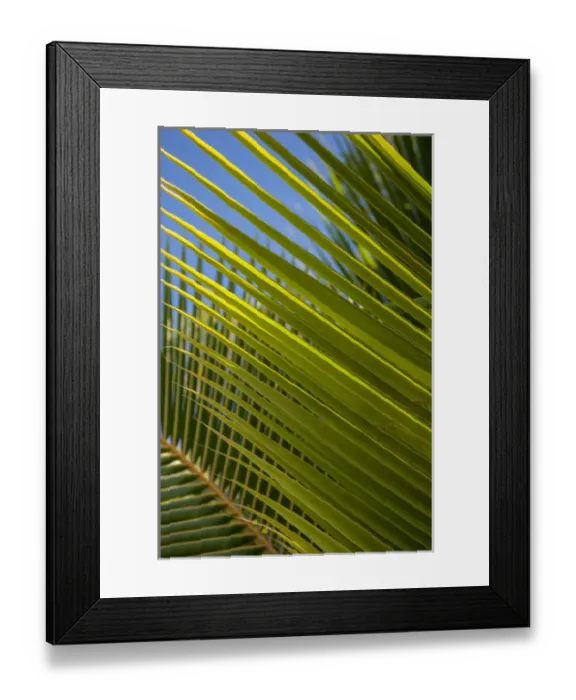 Framed Print : Dominican Republic, Punta Cana, Higuey, Bavaro, palm frond Framed Print : Dominican Republic, Punta Cana, Higuey, Bavaro, palm frond