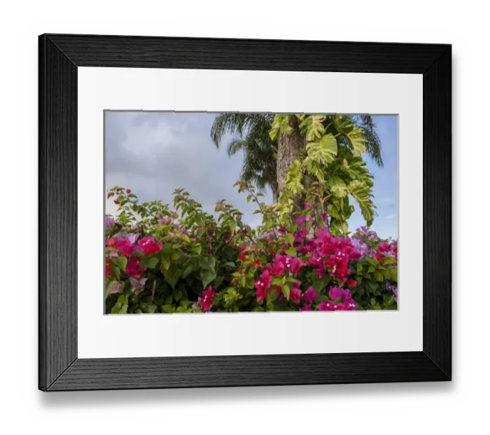 Framed Print : Dominican Republic, Punta Cana, Higuey, Bavaro, Bougainvillea Framed Print : Dominican Republic, Punta Cana, Higuey, Bavaro, Bougainvillea