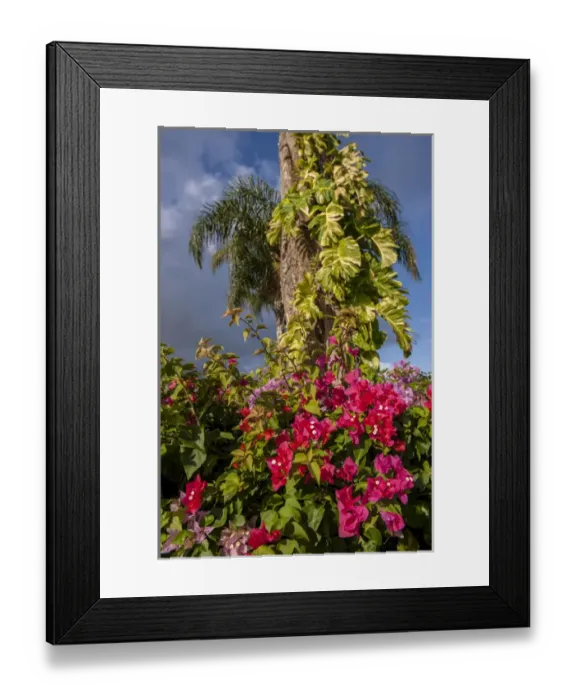Framed Print : Dominican Republic, Punta Cana, Higuey, Bavaro, Bougainvillea Framed Print : Dominican Republic, Punta Cana, Higuey, Bavaro, Bougainvillea
