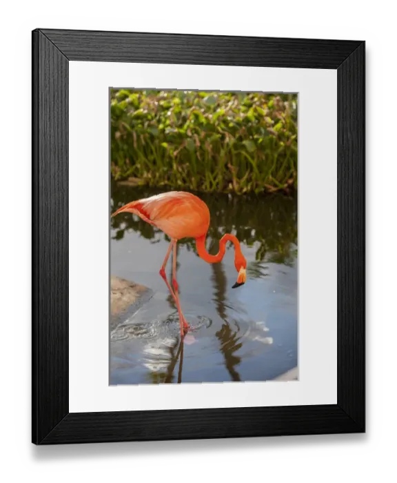 Framed Print : Dominican Republic, Punta Cana, Higuey, Bavaro, Iberostar Grand, pink flamingo Framed Print : Dominican Republic, Punta Cana, Higuey, Bavaro, Iberostar Grand, pink flamingo