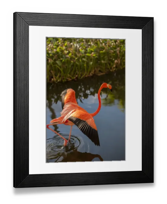 Framed Print : Dominican Republic, Punta Cana, Higuey, Bavaro, Iberostar Grand, pink flamingo Framed Print : Dominican Republic, Punta Cana, Higuey, Bavaro, Iberostar Grand, pink flamingo