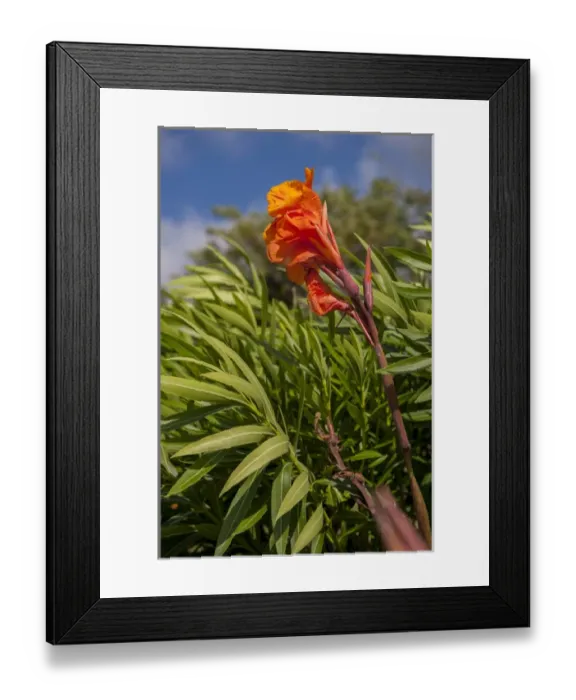 Framed Print : Dominican Republic, Punta Cana, Higuey, Bavaro, Canna, tropical flower Framed Print : Dominican Republic, Punta Cana, Higuey, Bavaro, Canna, tropical flower