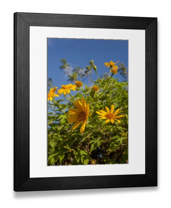Framed Print : Dominican Republic, Punta Cana, Higuey, Bavaro, tropical yellow flowers