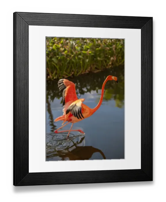 Framed Print : Dominican Republic, Punta Cana, Higuey, Bavaro, Iberostar Grand, pink flamingo