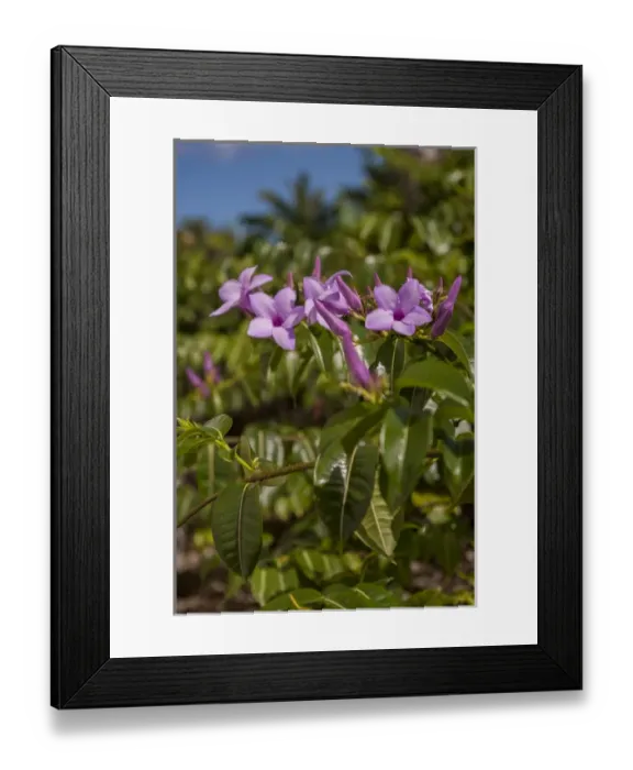 Framed Print : Dominican Republic, Punta Cana, Higuey, Bavaro, purple tropical flowers