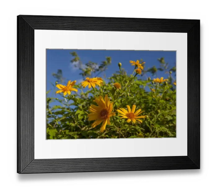 Framed Print : Dominican Republic, Punta Cana, Higuey, Bavaro, tropical yellow flowers Framed Print : Dominican Republic, Punta Cana, Higuey, Bavaro, tropical yellow flowers