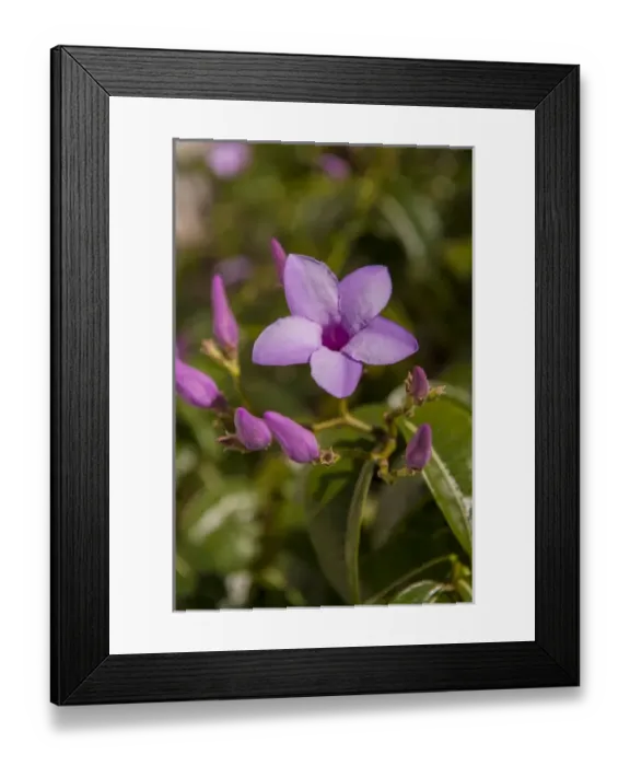 Framed Print : Dominican Republic, Punta Cana, Higuey, Bavaro, purple tropical flowers Framed Print : Dominican Republic, Punta Cana, Higuey, Bavaro, purple tropical flowers