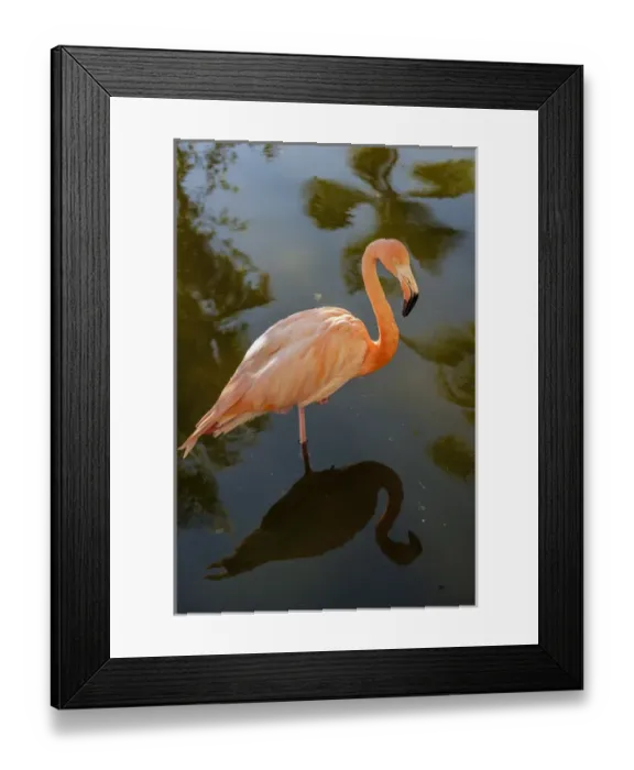 Framed Print : Dominican Republic, Punta Cana, Higuey, Bavaro, Iberostar Grand, pink flamingo Framed Print : Dominican Republic, Punta Cana, Higuey, Bavaro, Iberostar Grand, pink flamingo