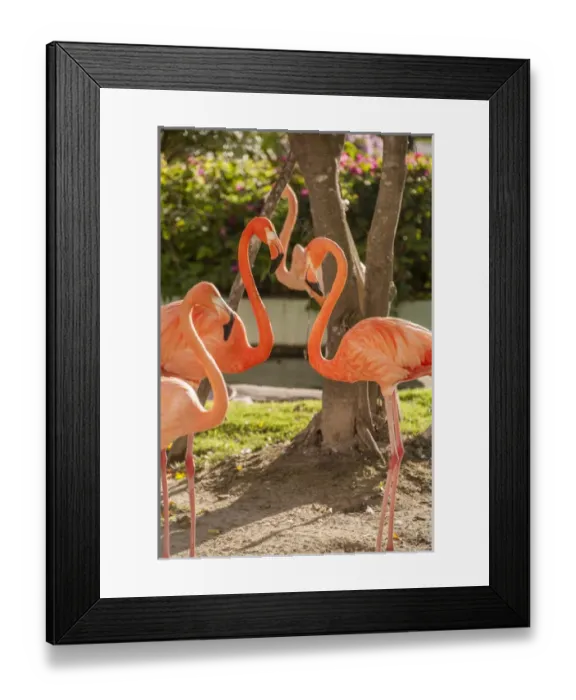 Framed Print : Dominican Republic, Punta Cana, Higuey, Bavaro, Iberostar Grand, pink flamingo Framed Print : Dominican Republic, Punta Cana, Higuey, Bavaro, Iberostar Grand, pink flamingo