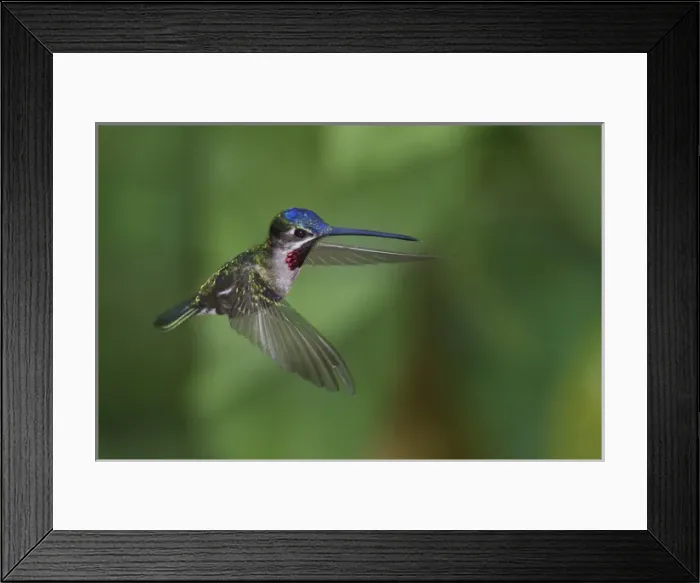 Framed Print : Star-throated Hummingbird Framed Print : Star-throated Hummingbird