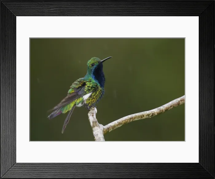 Framed Print : Black-throated Mango Hummingbird