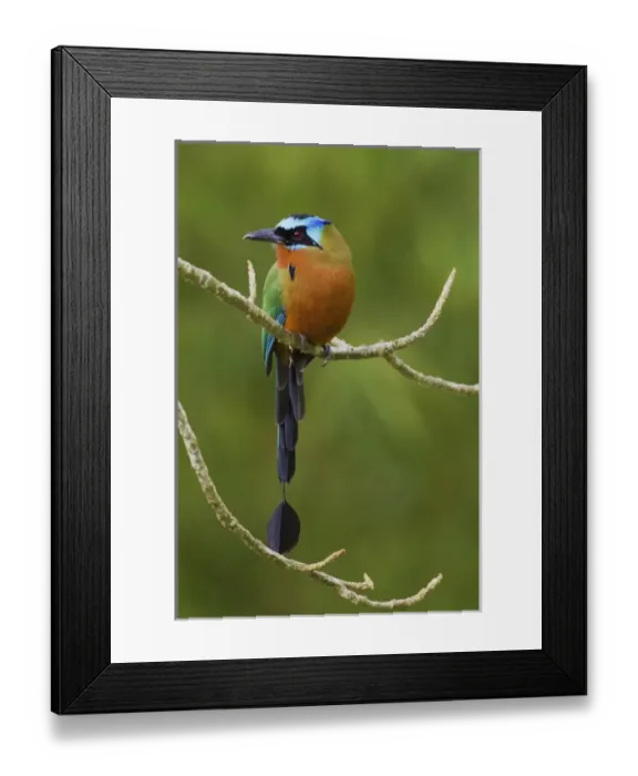Framed Print : Trinidad Motmot; Blue-crowned Motmot Framed Print : Trinidad Motmot; Blue-crowned Motmot