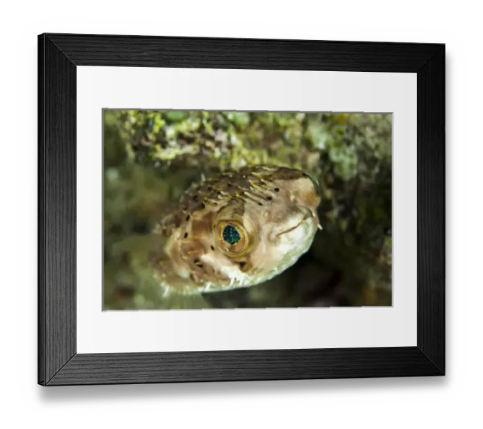 Framed Print : Portrait of a puffer fish with green eyes in the clear waters off Staniel Cay, Exuma Framed Print : Portrait of a puffer fish with green eyes in the clear waters off Staniel Cay, Exuma