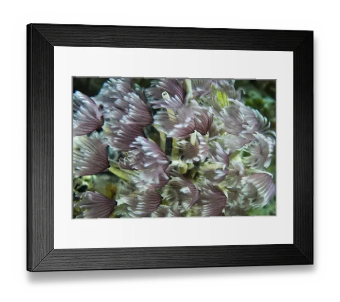 Framed Print : Macro photograph of Caribbean Feather Duster Tube Worms on a coral reef near Staniel Cay Framed Print : Macro photograph of Caribbean Feather Duster Tube Worms on a coral reef near Staniel Cay