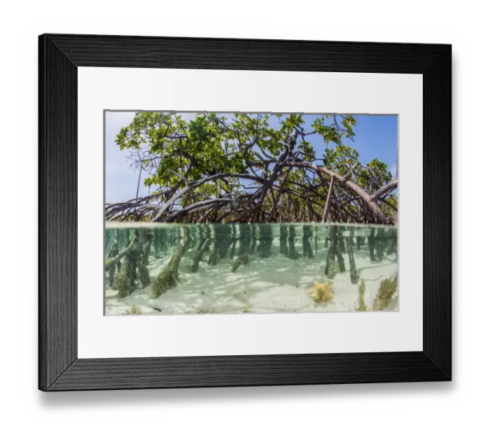 Framed Print : Over and under water photograph of a mangrove tree in clear tropical waters with