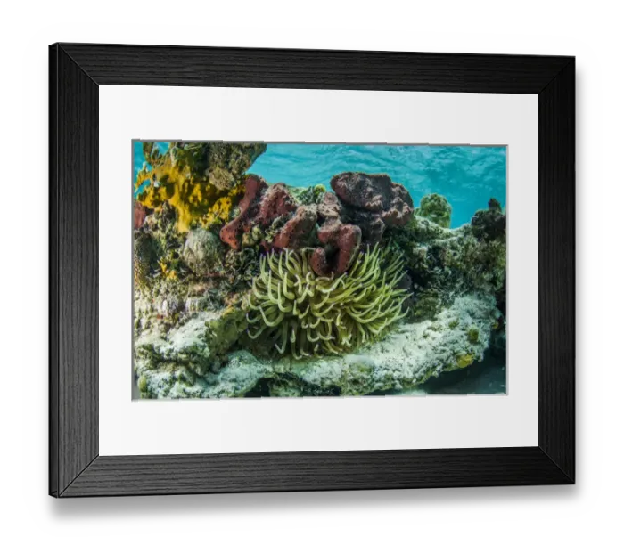 Framed Print : A photograph of a sea anemone surrounded by soft and hard corals of a coral head Framed Print : A photograph of a sea anemone surrounded by soft and hard corals of a coral head