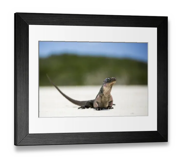 Framed Print : Close up portrait of an Iguana on the beach near Staniel Cay, Exuma, Bahamas