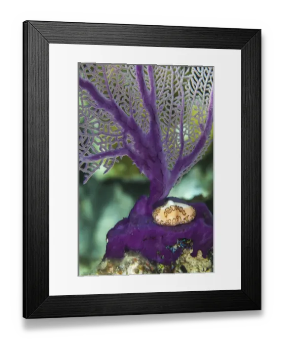 Framed Print : A flamingo tongue snail climbs across an iridescent purple soft coral in the underwater