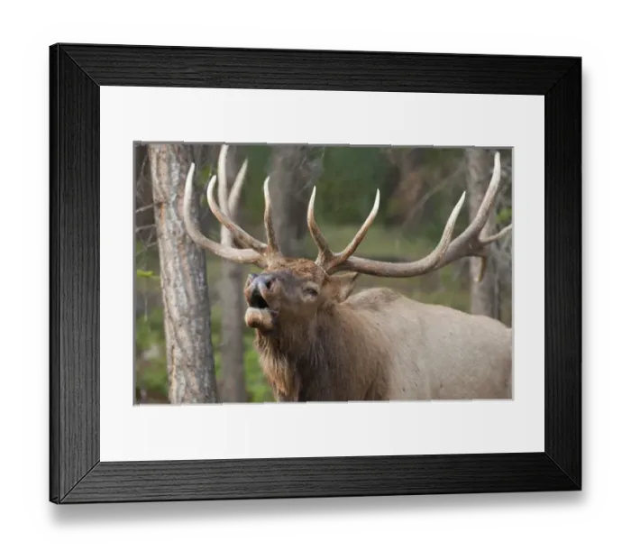 Framed Print : Canada, Alberta, Jasper National Park. Bull elk bugling