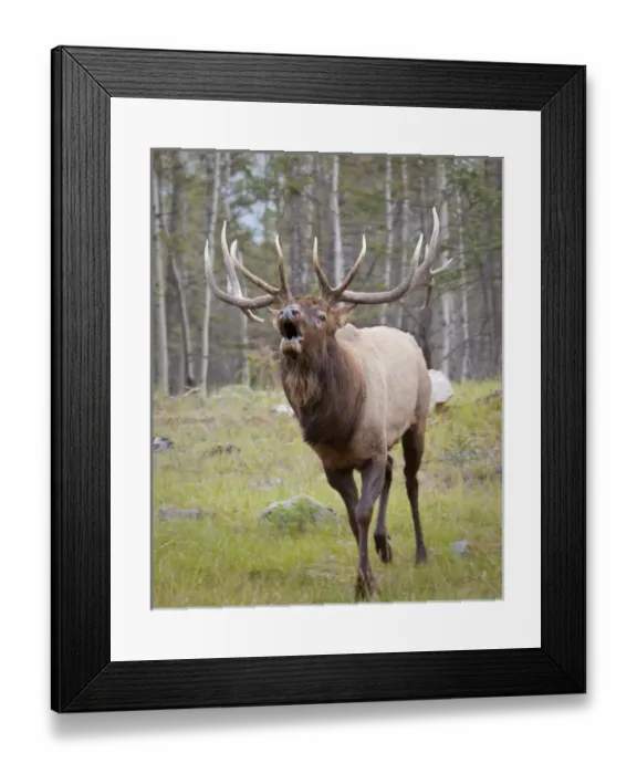 Framed Print : Canada, Alberta, Jasper National Park. Bull elk bugling Framed Print : Canada, Alberta, Jasper National Park. Bull elk bugling