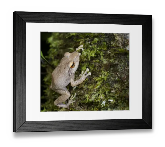 Framed Print : Common coqui, Eleutherodactylus coqui, El Verde, El Yunque NF, Puerto Rico Framed Print : Common coqui, Eleutherodactylus coqui, El Verde, El Yunque NF, Puerto Rico