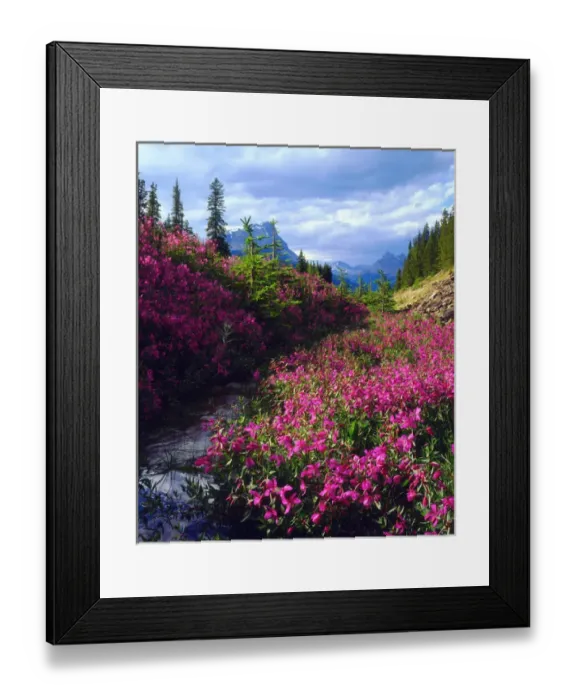 Framed Print : Wildflowers in Banff National Park, Alberta, Canada Framed Print : Wildflowers in Banff National Park, Alberta, Canada