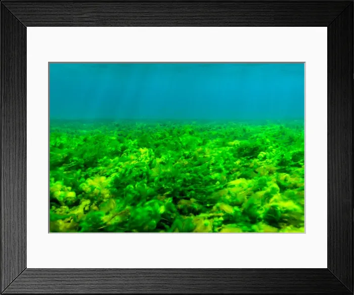 Framed Print : Seabottom covered with Green Algae, St. Vincent and the Grenadines