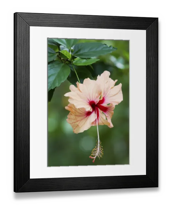 Framed Print : Wildflower; Asa Wright Nature Center; Trinidad Framed Print : Wildflower; Asa Wright Nature Center; Trinidad