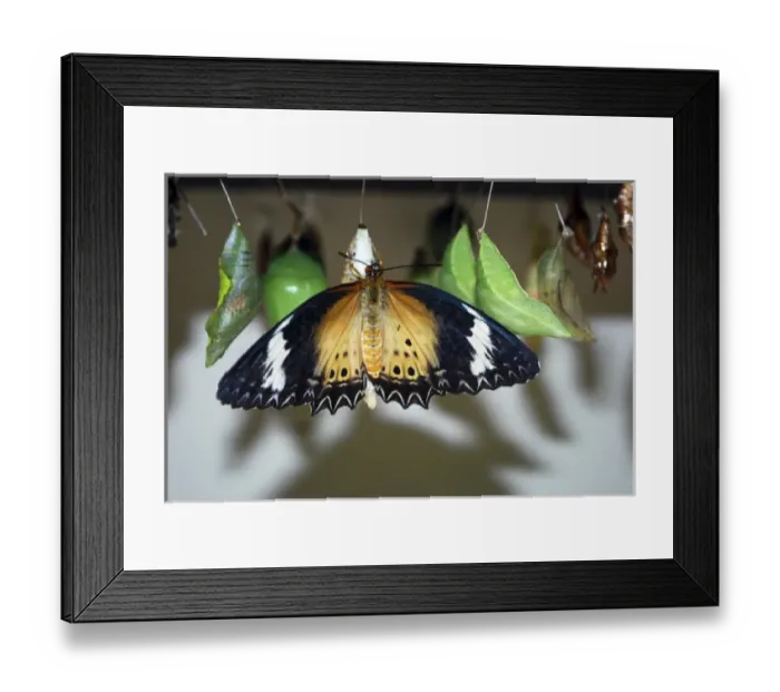 Framed Print : The Butterfly Farm, Quartier d Orleans, St. Martin Framed Print : The Butterfly Farm, Quartier d Orleans, St. Martin