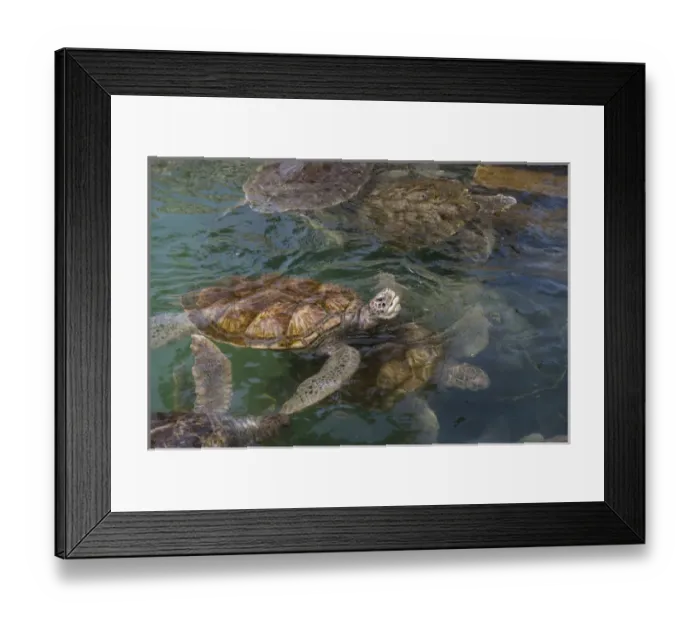 Framed Print : British West Indies, Cayman Islands, Grand Cayman, Cayman Turtle Farm, Green Sea Turtle