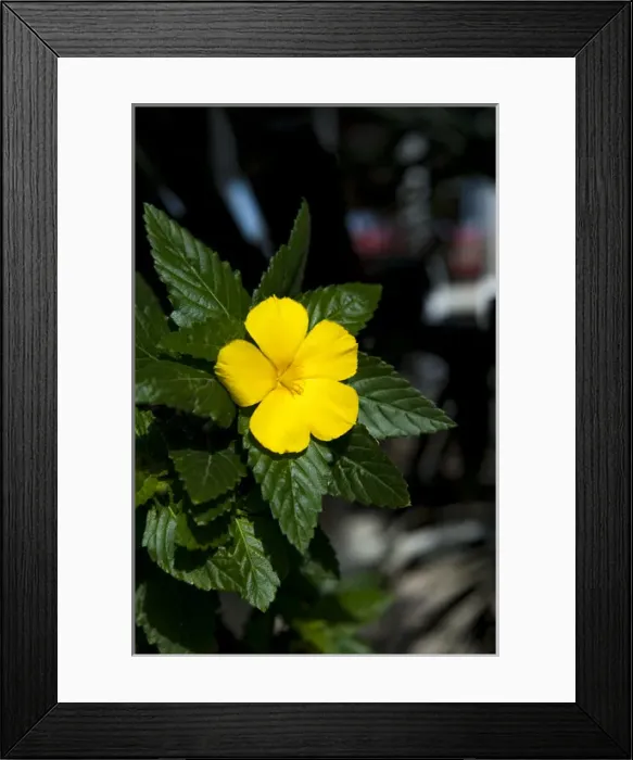 Framed Print : British West Indies, Cayman Islands, Grand Cayman, tropical yellow flower