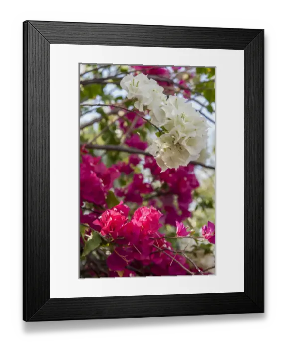 Framed Print : British West Indies, Cayman Islands, Grand Cayman, Bouganvillea, tropical flowers Framed Print : British West Indies, Cayman Islands, Grand Cayman, Bouganvillea, tropical flowers