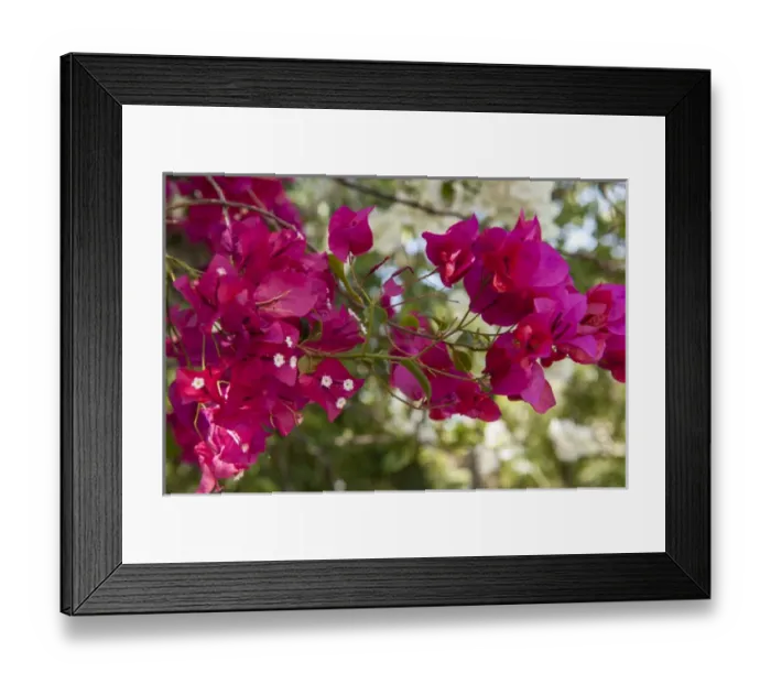 Framed Print : British West Indies, Cayman Islands, Grand Cayman, Bouganvillea, tropical flowers Framed Print : British West Indies, Cayman Islands, Grand Cayman, Bouganvillea, tropical flowers