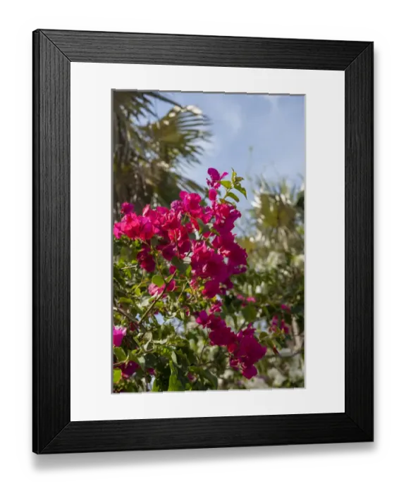 Framed Print : British West Indies, Cayman Islands, Grand Cayman, Bouganvillea, tropical flowers
