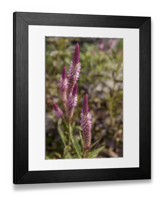 Framed Print : British West Indies, Cayman Islands, Grand Cayman, tropical plants, flowers Framed Print : British West Indies, Cayman Islands, Grand Cayman, tropical plants, flowers