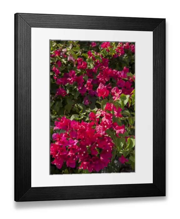 Framed Print : British West Indies, Cayman Islands, Grand Cayman, Bouganvillea, tropical flowers Framed Print : British West Indies, Cayman Islands, Grand Cayman, Bouganvillea, tropical flowers