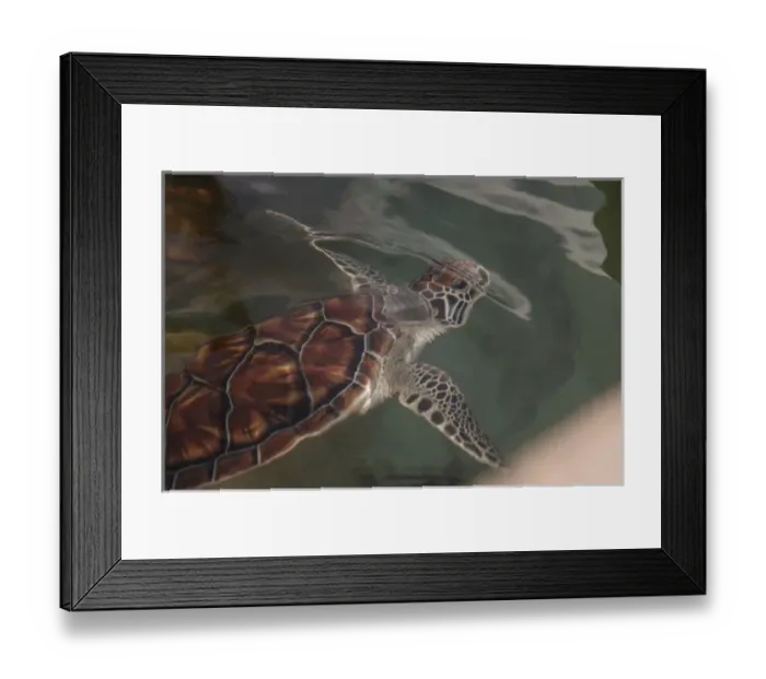 Framed Print : British West Indies, Cayman Islands, Grand Cayman, Cayman Turtle Farm, Green Sea Turtle