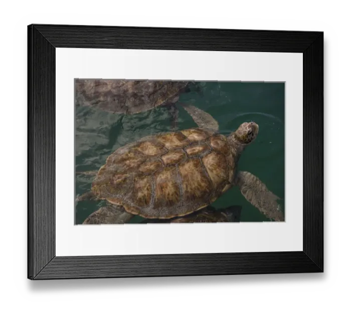 Framed Print : British West Indies, Cayman Islands, Grand Cayman, Cayman Turtle Farm, Green Sea Turtle Framed Print : British West Indies, Cayman Islands, Grand Cayman, Cayman Turtle Farm, Green Sea Turtle