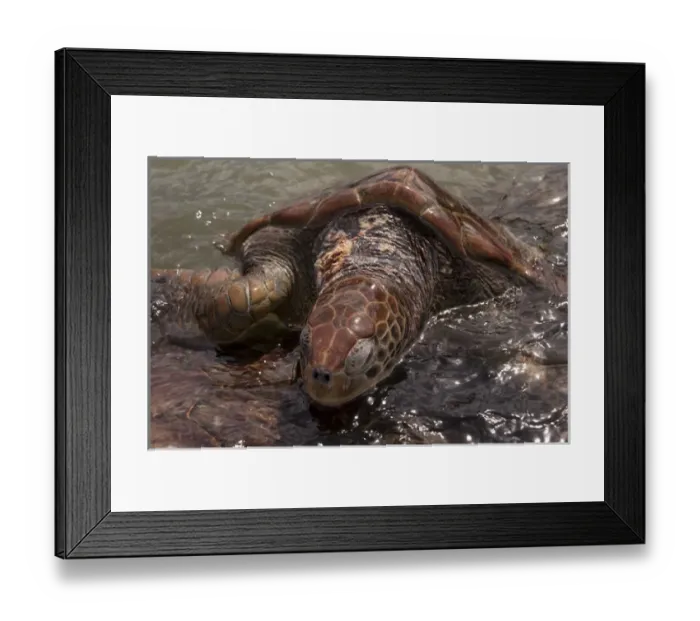 Framed Print : British West Indies, Cayman Islands, Grand Cayman, Cayman Turtle Farm, Green Sea Turtle Framed Print : British West Indies, Cayman Islands, Grand Cayman, Cayman Turtle Farm, Green Sea Turtle