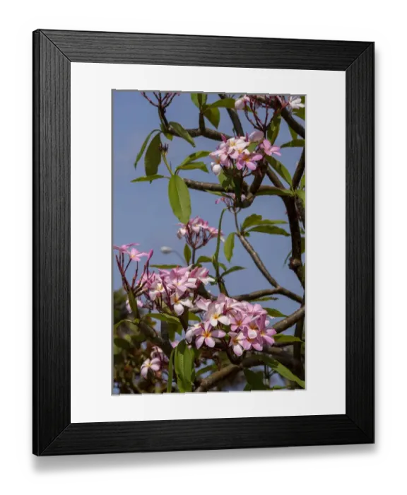 Framed Print : British West Indies, Cayman Islands, Grand Cayman, pink Oleander Framed Print : British West Indies, Cayman Islands, Grand Cayman, pink Oleander