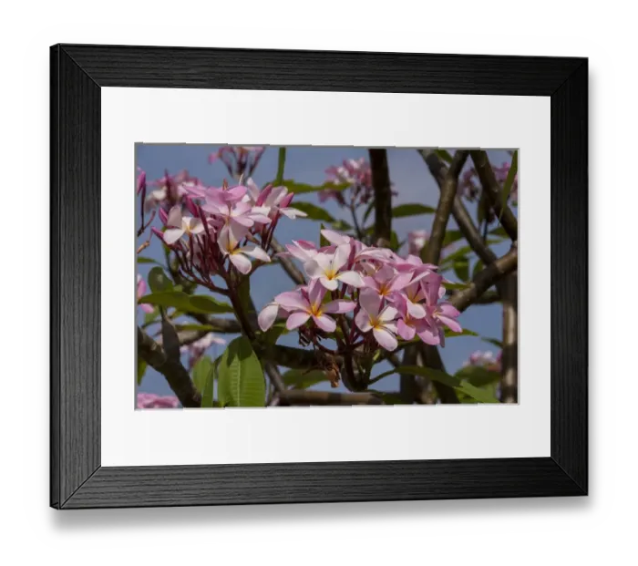 Framed Print : British West Indies, Cayman Islands, Grand Cayman, pink Oleander Framed Print : British West Indies, Cayman Islands, Grand Cayman, pink Oleander